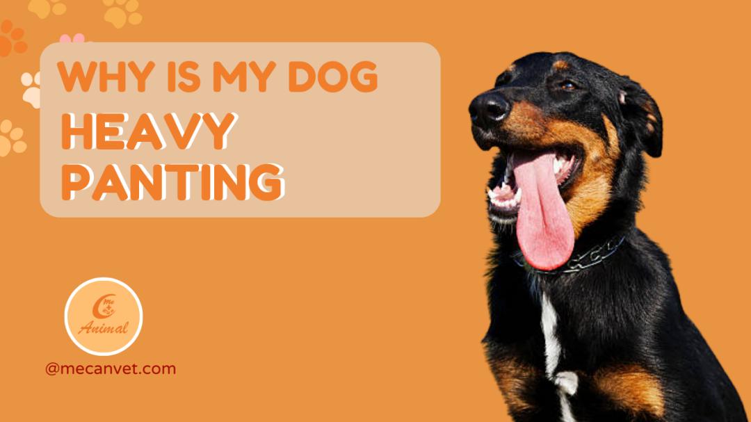 dog wheezing